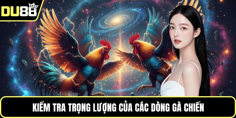 Kiểm tra trọng lượng của các dòng gà chiến